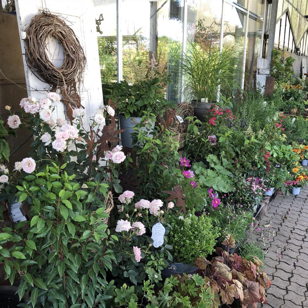 Gärtnerei Reimer » Spitzen Gärtnerqualität zum guten Preis.